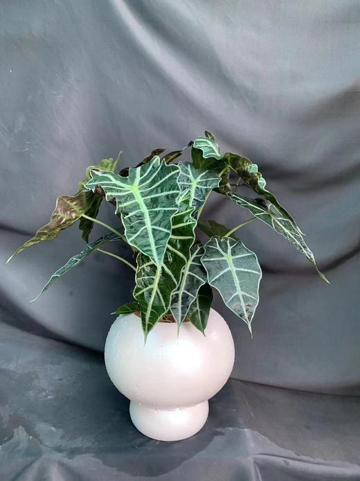 白圆球盆-大仙女 商品图0