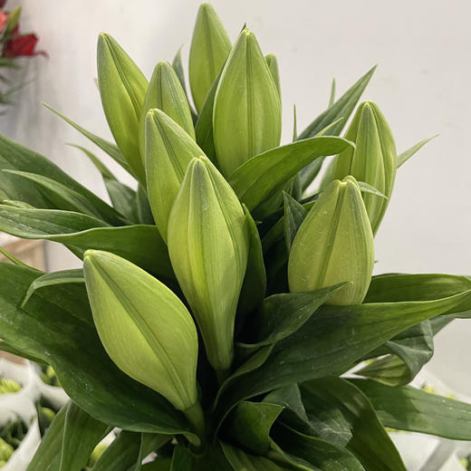 亚百合·白铁炮 商品图2