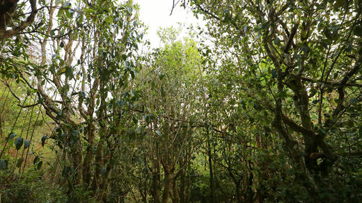 【九畹】珍贵小叶种野放高香古树茶样及饼茶  适饮期精品 2018春茶 商品图1