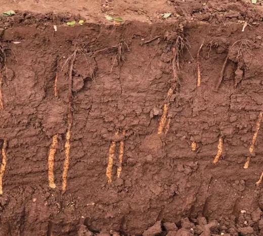 2025年新鲜垆土铁棍山药 怀山药 家庭装、礼盒 商品图2