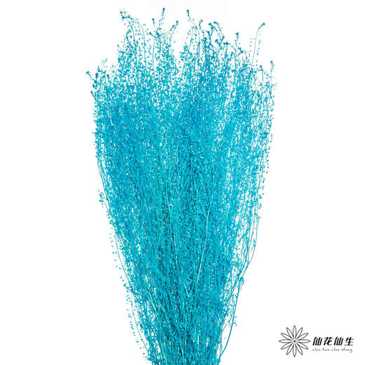 永生花材 | 翠扇蒂芙尼蓝 商品图3