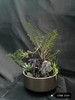 六月雪盆景 商品缩略图0
