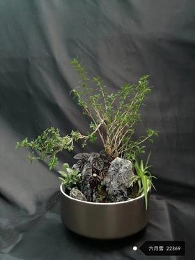 六月雪盆景