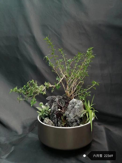 六月雪盆景 商品图0