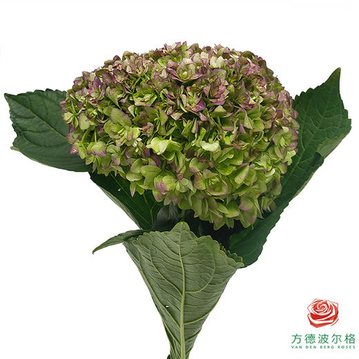 市场绣球 重瓣安妮 1枝 商品图0