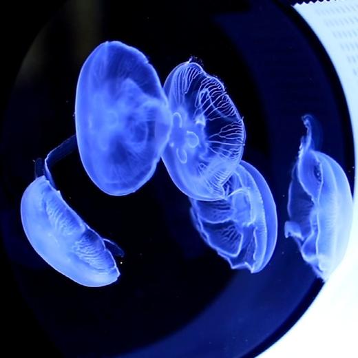 水母缸活物生态造景客厅桌面宠物卧室观赏鱼缸恒温养殖专用水族箱 商品图2