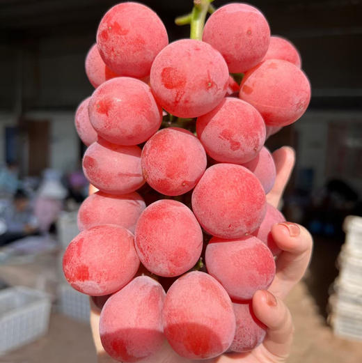 🌿🙋🏻‍♂️妮娜皇后（超级女皇Queen）据说在日本是比香印青提表现更优秀的品种‼️ 无核，颗粒大，糖度超高有花香➕草莓香➕牛奶香➕红酒香等复合型香味……回味无穷 商品图12