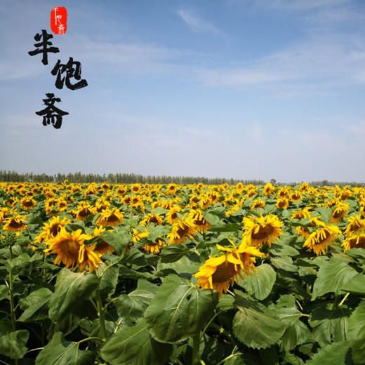 半宝斋瓜子 商品图10