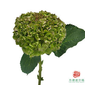 市场绣球 重瓣青秋 1枝