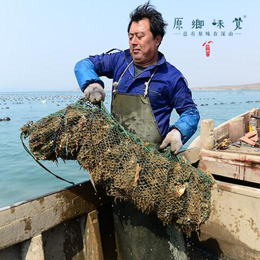 乳山深海生蚝（基地直发-顺丰包邮） | 多种规格，来自乳山，生产者：余锦涛【合作生产，公平贸易】 商品图6