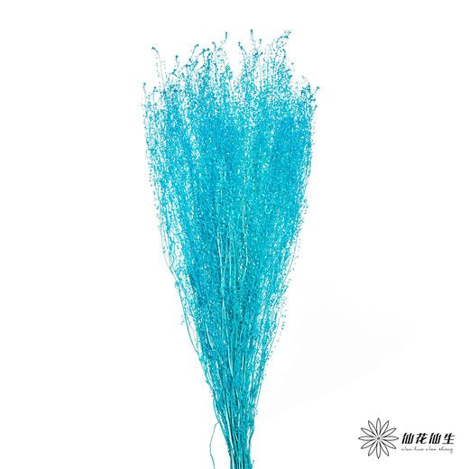 永生花材 | 翠扇蒂芙尼蓝 商品图0