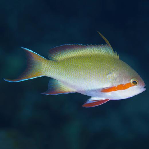 绿宝石海金鱼Pseudanthias huchtii 商品图1