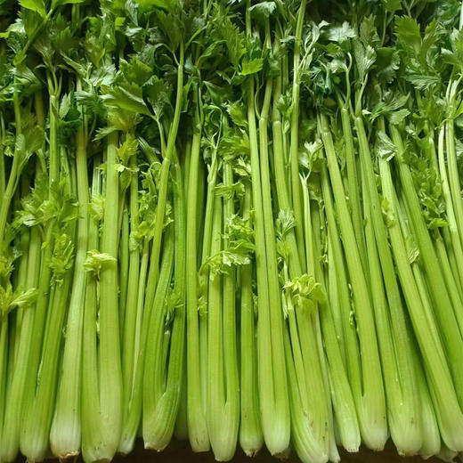 弘德生态酵素蔬菜水果黄瓜，长黄瓜，角瓜，紫豆角，西红柿，绿甘蓝，紫甘蓝，香芹，尖椒，螺丝椒，胡萝卜，白萝卜，土豆，微瑕西芹 商品图9