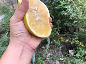 柚子届的黑马【多汁生态黄金葡萄柚】纯甜多汁，皮超薄水份爆多，比一般柚子水分多很多、鲜嫩无渣，可以称为柚子里的爱媛。基地直邮