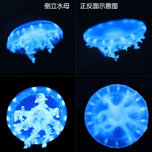 水母缸活物生态造景客厅桌面宠物卧室观赏鱼缸恒温养殖专用水族箱 商品图7