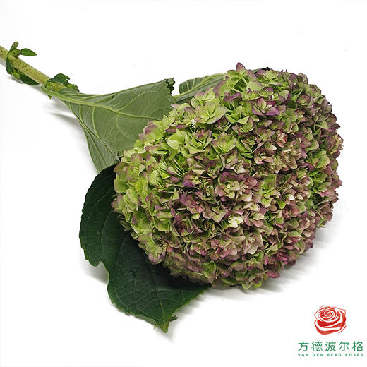 市场绣球 重瓣安妮 1枝 商品图1