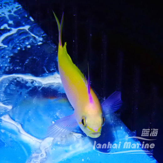 夏威夷宝石 公 商品图4