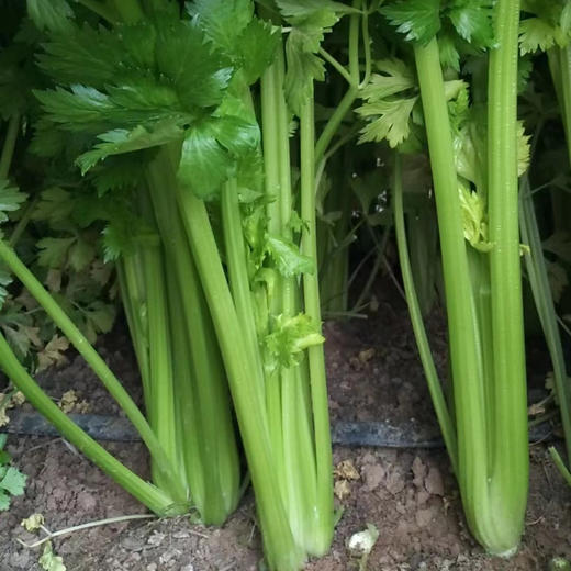 弘德生态酵素蔬菜水果黄瓜，长黄瓜，角瓜，紫豆角，西红柿，绿甘蓝，紫甘蓝，香芹，尖椒，螺丝椒，胡萝卜，白萝卜，土豆，微瑕西芹 商品图3