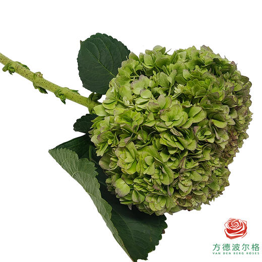 市场绣球 重瓣青秋 1枝 商品图2