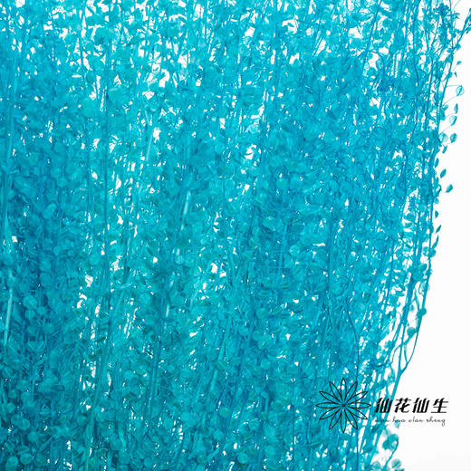 永生花材 | 翠扇蒂芙尼蓝 商品图1