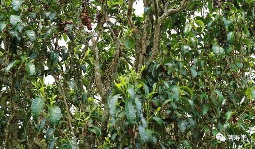 【寻梅】暗香浮动，百骸贯通   穿透力强，香气独特  2017古树春茶 商品图1