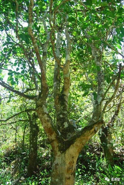 【芳合】合香之妙 肺腑沁芳 2017古树春茶 商品图1