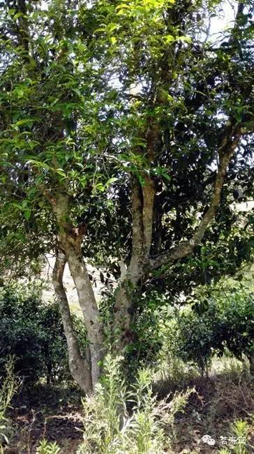 【弄花】花香满径 林间芳踪  2014古树春茶 商品图1