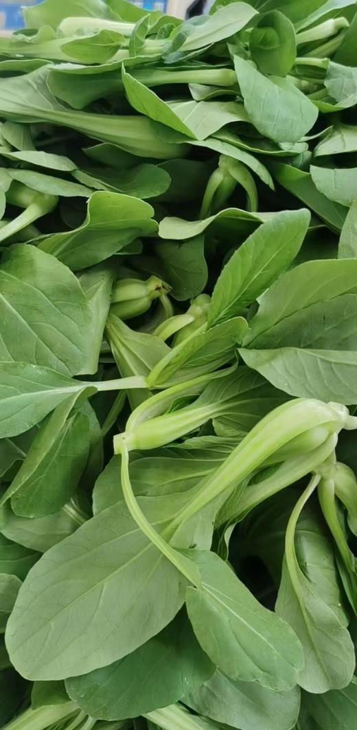 鸿翠园 有机油菜 商品图7