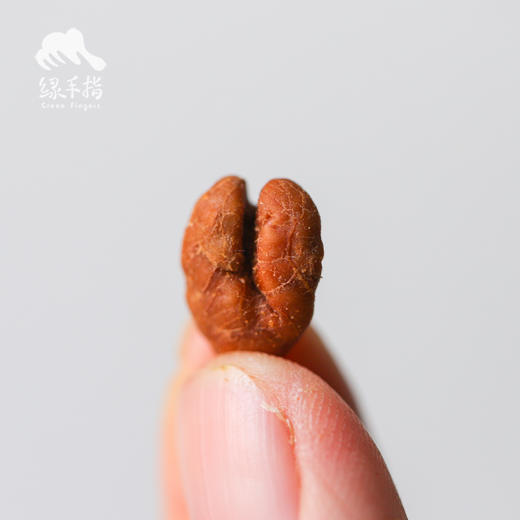 生态山核桃仁 | 合作生产*Dried Mountain Walnut Meat| Coproducted 商品图5