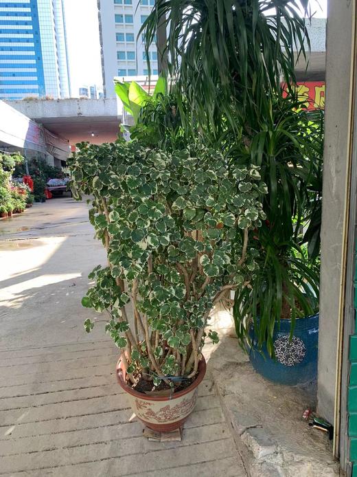 福禄桐 商品图0