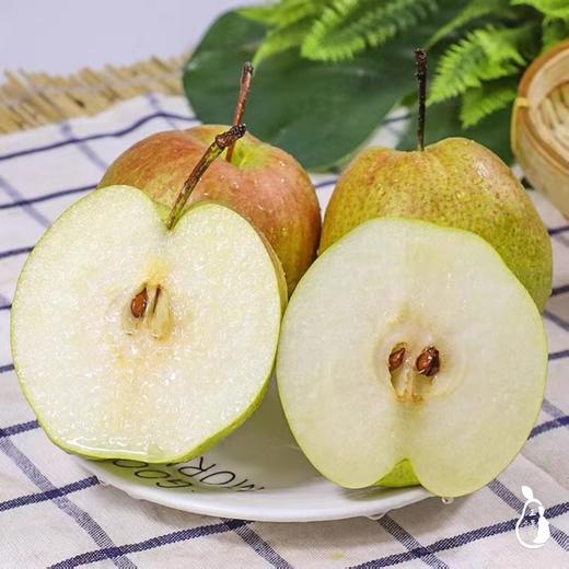 玉露梨香梨 礼盒10枚装大果 商品图5
