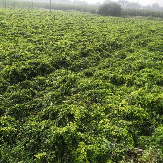 【2025年霜降后山药】正宗垆土地铁棍怀山药 | 休耕10年土地生态种植   5斤装 商品图8