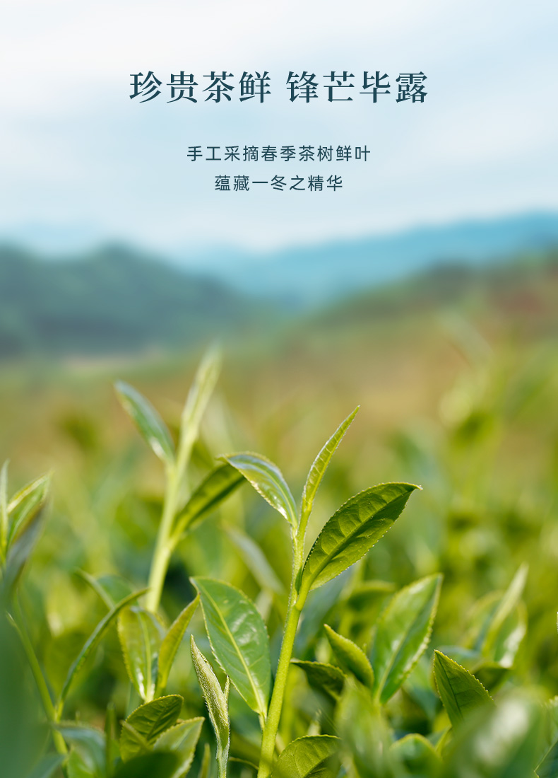 八马茶业 | 福鼎白茶白毫银针2019年原料紫金白兰高端茶礼盒装180g