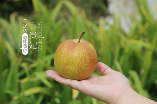 玉露梨香梨 礼盒10枚装大果 商品图1