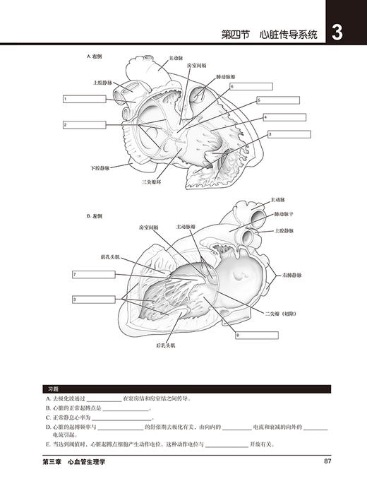 正版现货 奈特绘涂生理学 人体生理学图集 100多个生理学重点主题 包括临床知识点习题 宋德懋主译 北京大学医学出版社 商品图4