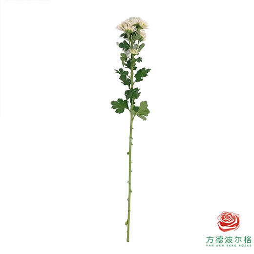 市场自采多头小菊 草莓沙拉 商品图5