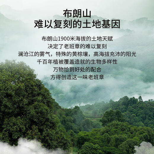 华祥苑普洱茶老班章生茶茶饼 礼盒装 G500华茶国缤茶357g 商品图5