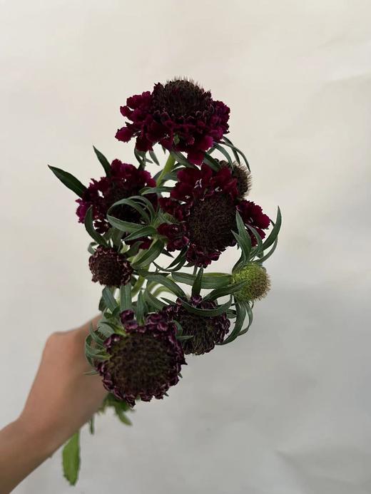 【草莓琥珀】 松虫草  多色可选 商品图6