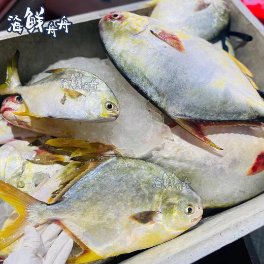 【野生】超低温大金鲳鱼切片 商品图1