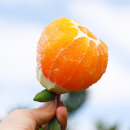 【秭归九月红脐橙】 4.5斤装 爆汁果冻橙  细腻化渣 酸甜爽口 现摘现发 商品图4