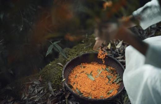 【野生桂花 】桐庐山涧  野生桂花  自然晾干// 做桂花糕、蒸馒头、做甜品，装点你的生活~ 商品图0