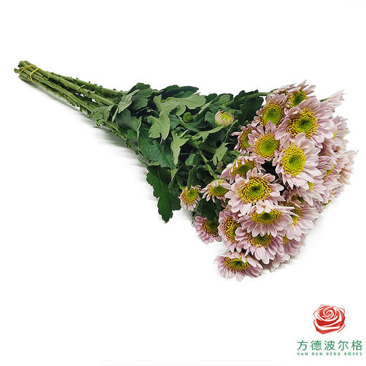 市场自采多头小菊 草莓沙拉 商品图2