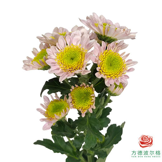 市场自采多头小菊 草莓沙拉 商品图4