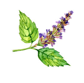  广藿香与白茶，“暗黑”游乐场 | NAHA课程体验（内含上期推文中奖名单） 