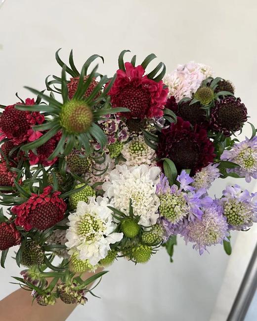 【草莓琥珀】 松虫草  多色可选 商品图3