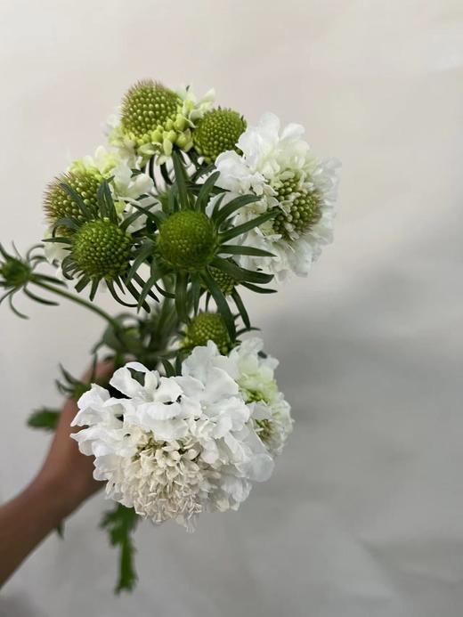 【草莓琥珀】 松虫草  多色可选 商品图5