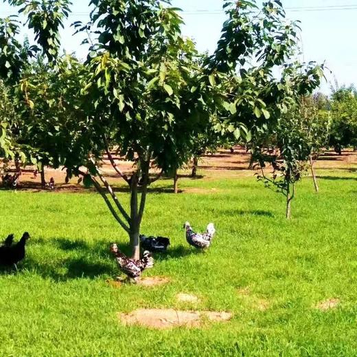 生态蛋黄饼干 | 真材实料 一罐饼干 三颗蛋黄 | 合作生产 | 基地直发包邮 * Ecological Egg Yolk Biscuits 商品图5