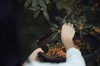 【野生桂花 】桐庐山涧  野生桂花  自然晾干// 做桂花糕、蒸馒头、做甜品，装点你的生活~ 商品缩略图3