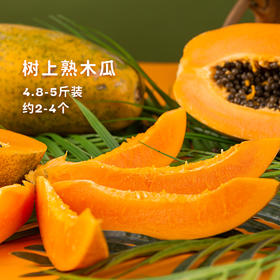 一口清甜多汁！【雷州·树上熟冰糖木瓜】来啦！