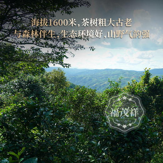 积分兑换【老班章单株】2022年云南普洱生茶勐海古600老班章单株200g 商品图1